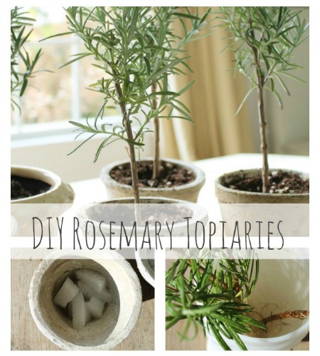 DIY Rosemary Topiaries-City Farmhouse Feature