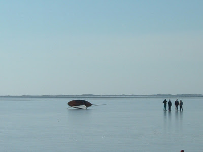 Scootering on The Great South Bay