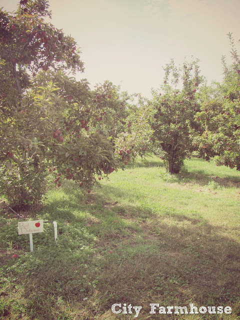 Apple Picking With Jack & The Easiest Apple Pie Ever