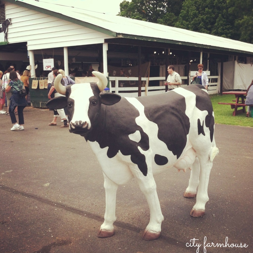 CL Fair Rhinebeck, NY Country Cow