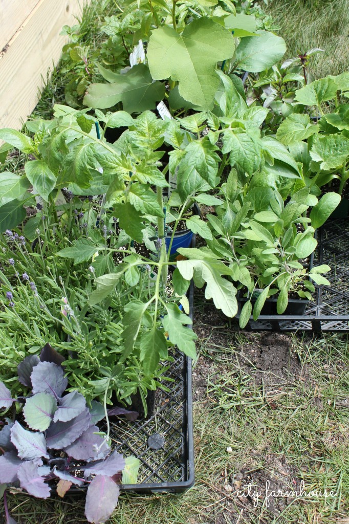 DIY Vegetable Garden {buying herbs & veggies we love to eat}