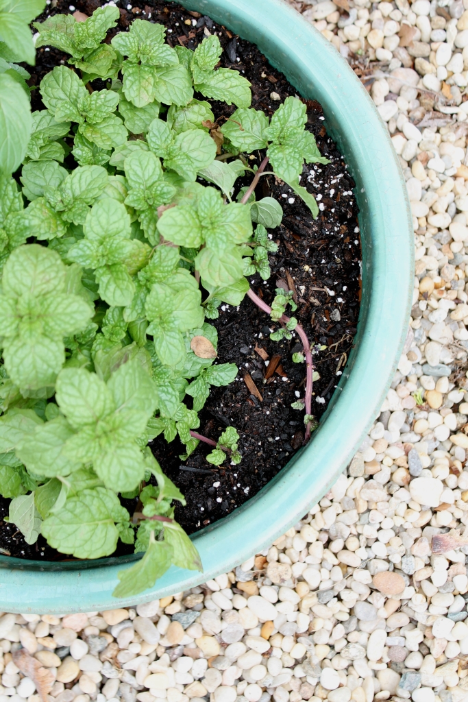 Patio Challenge Before & After With Joss & Main-Herbs in Pots