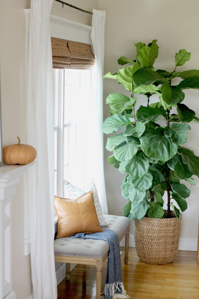 Fiddle Leaf Ficus Plant