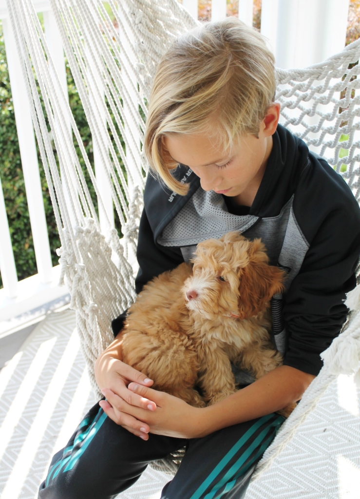 Bringing Home A New Puppy-Cockapoo Denver