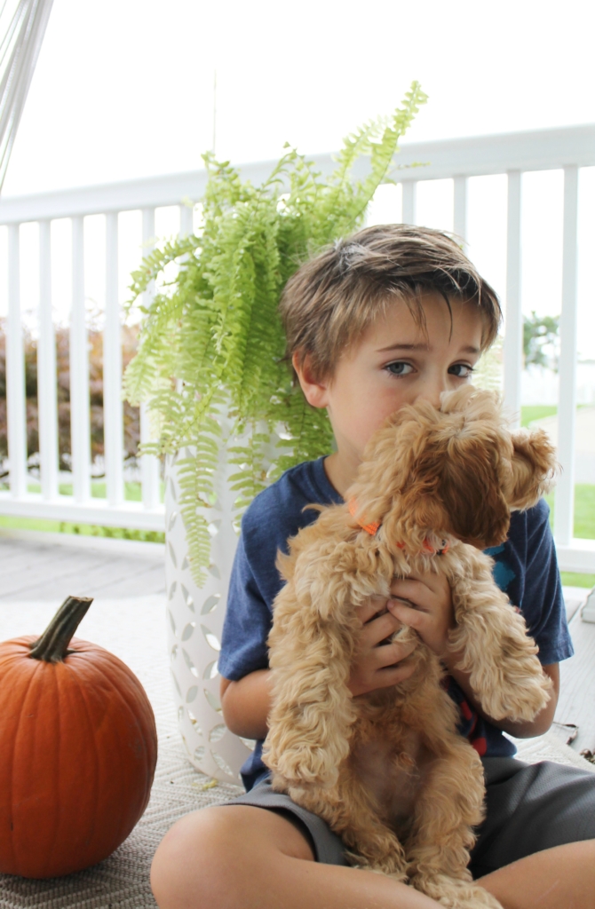 Bringing Home A New Puppy-Cockapoo Denver