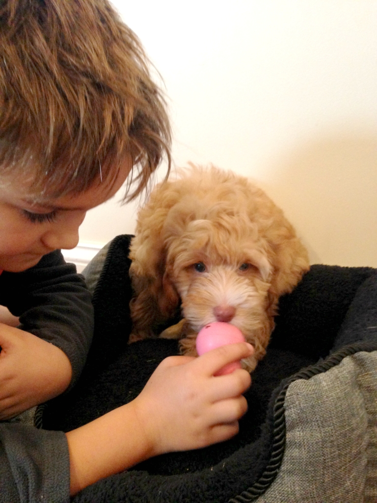 Bringing Home A New Puppy-Cockapoo Denver