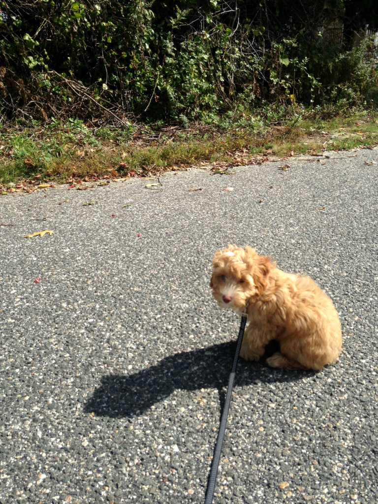 Bringing Home A New Puppy-Cockapoo Denver