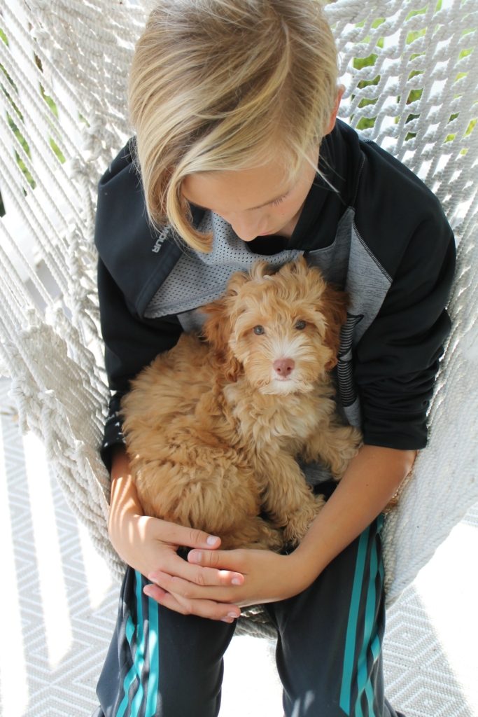 Bringing Home A New Puppy-Cockapoo Denver