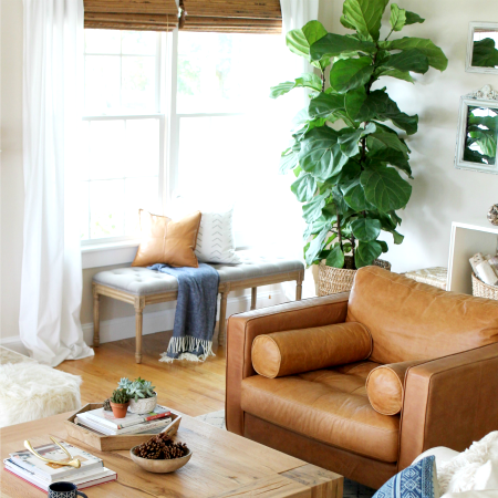 How I Saved My Fiddle Leaf Ficus Tree By Doing 6 Simple Things