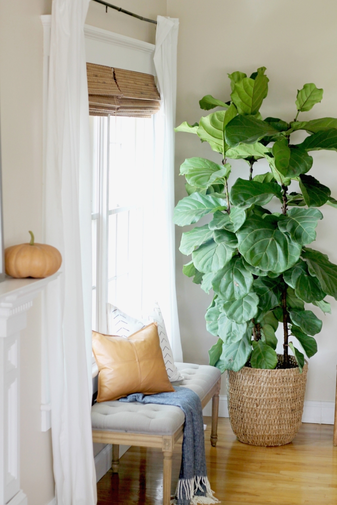 How I Saved My Fig Tree by Doing 6 Simple Things