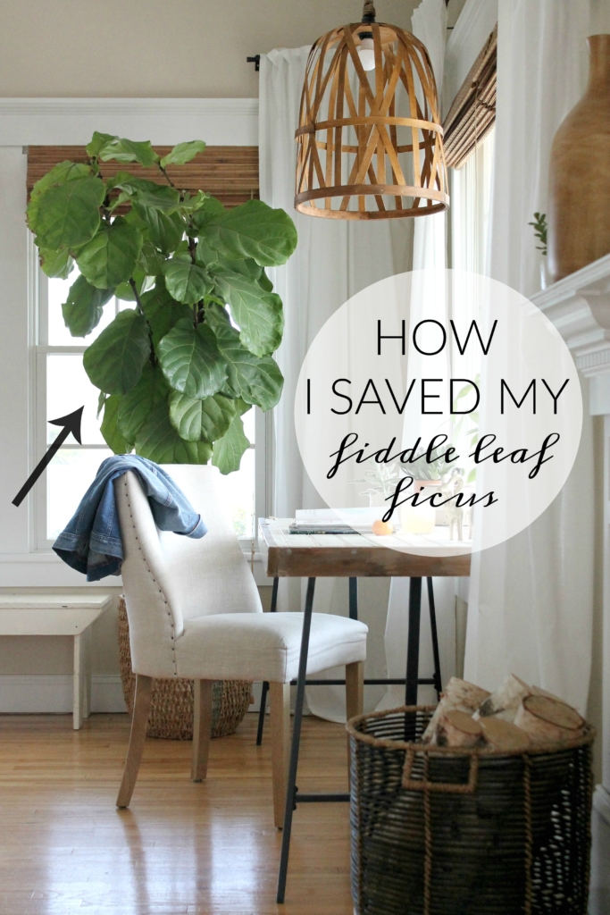 How I Saved My Fig Tree by Doing 6 Simple Things