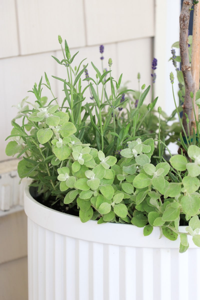 Lavender and silver bright filler. Walmart fluted planters.