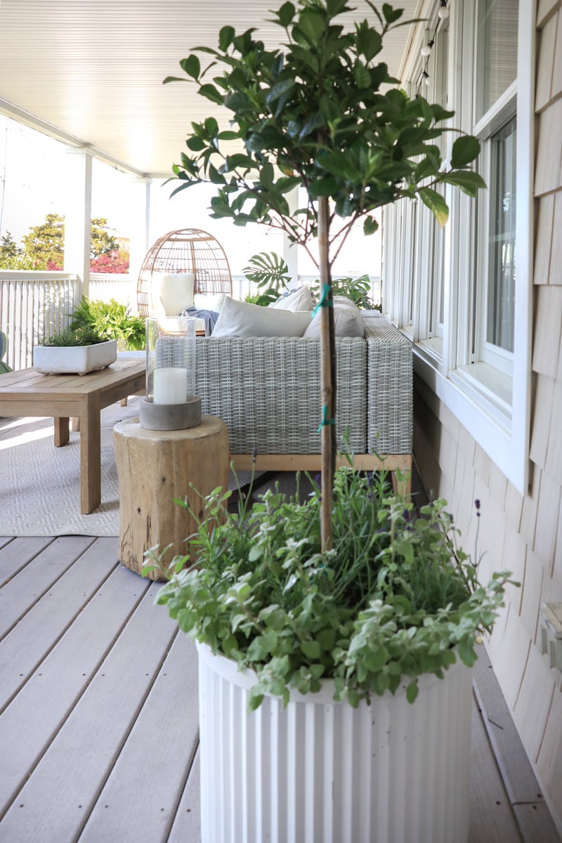 Gardenia topiaries planters for summer.