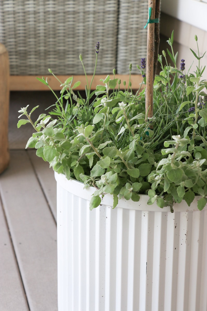 Gardenia topiaries, the best planter idea for summer!