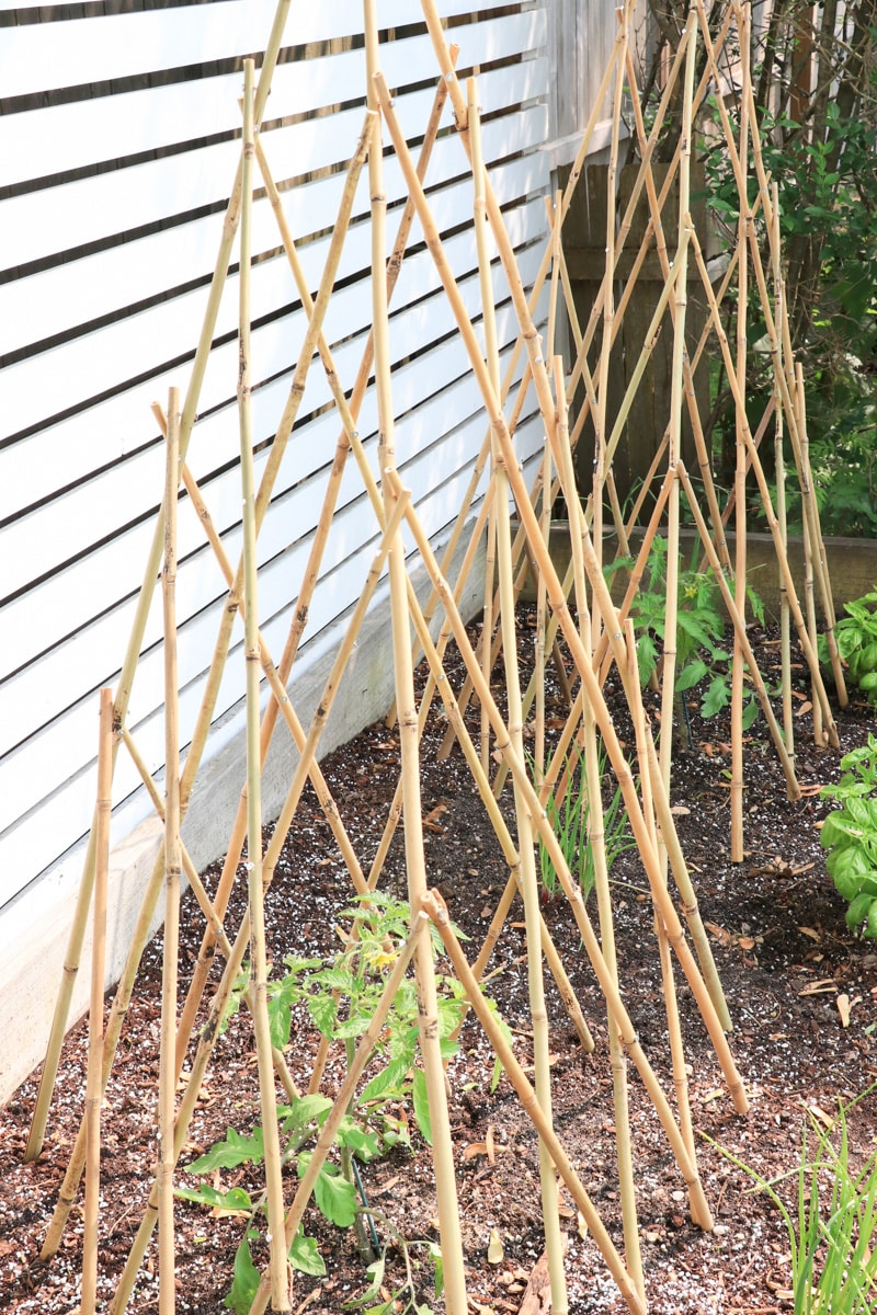 Tomato Tip #6-Water!! Trellises from Amazon.