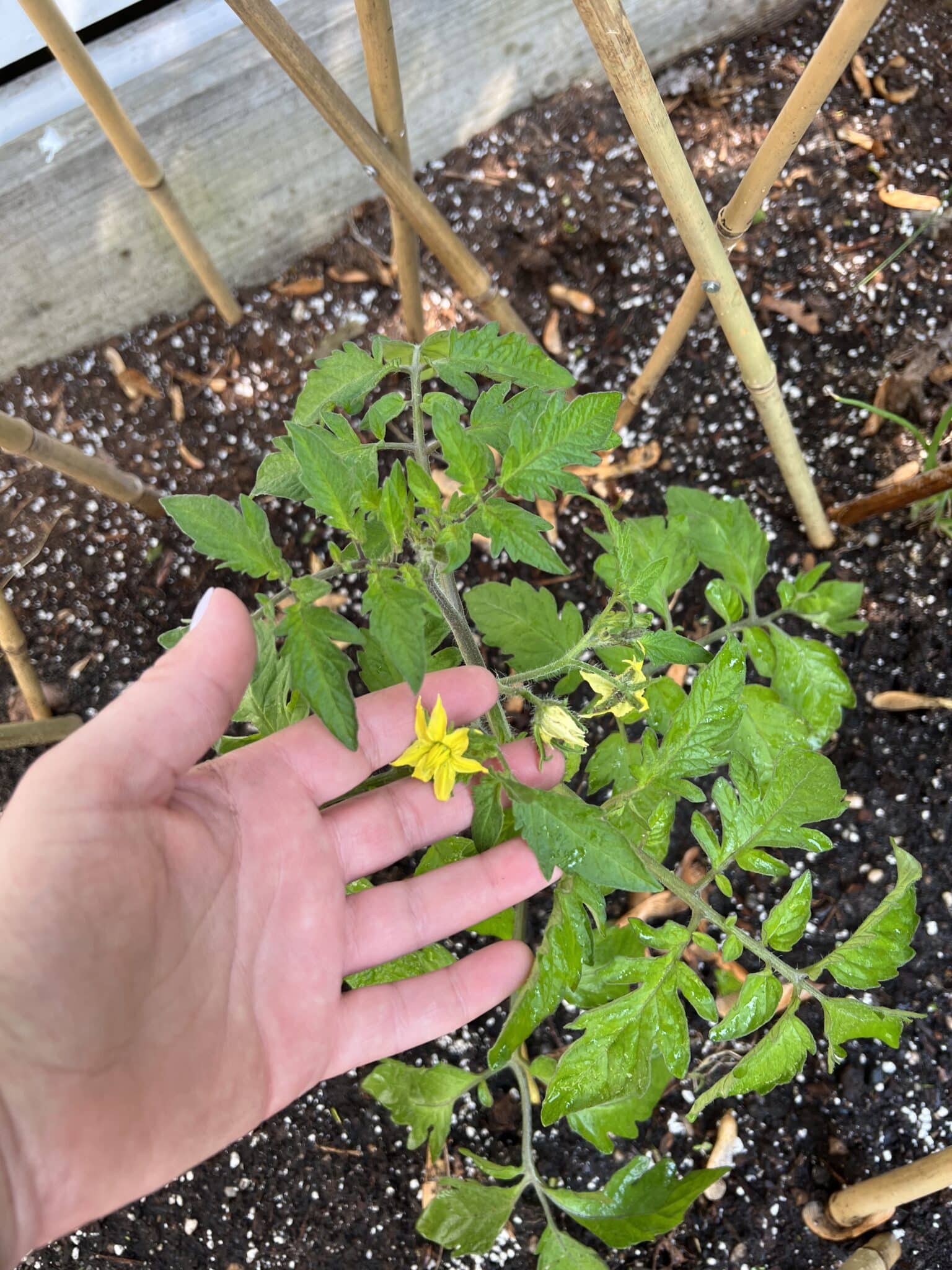 Lets make potassium water for our tomato plants