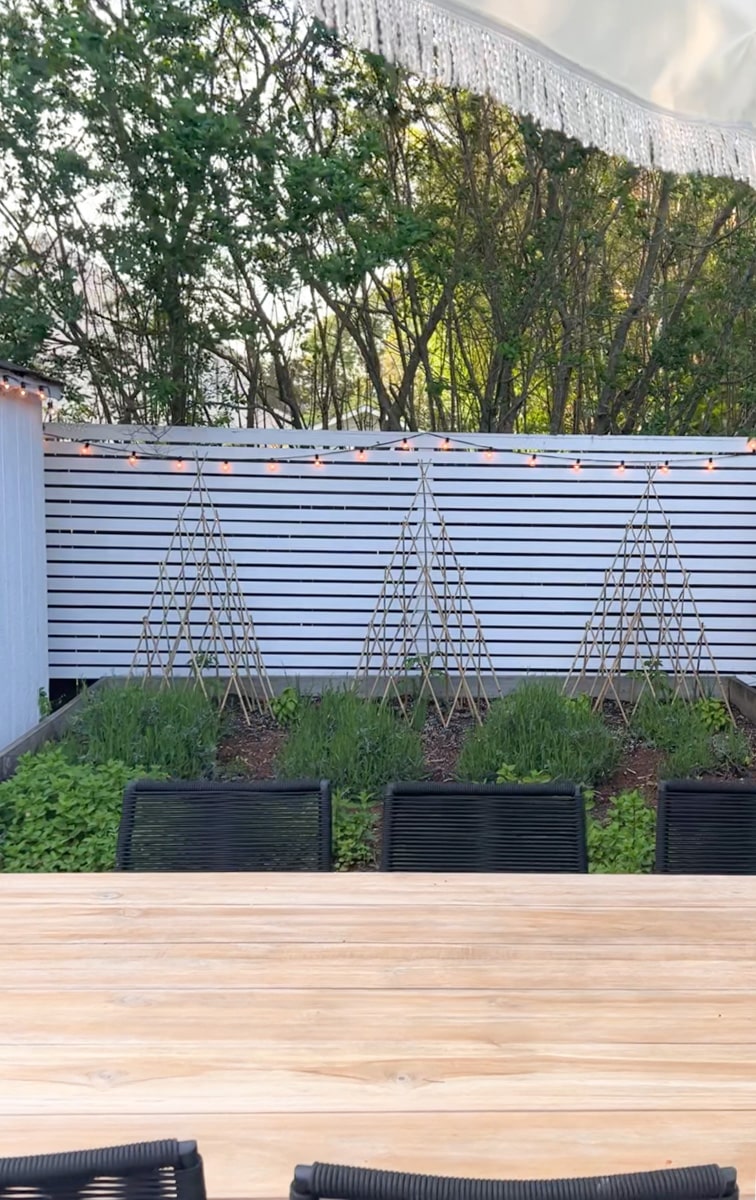 DIY privacy screen and tomato trellises. 