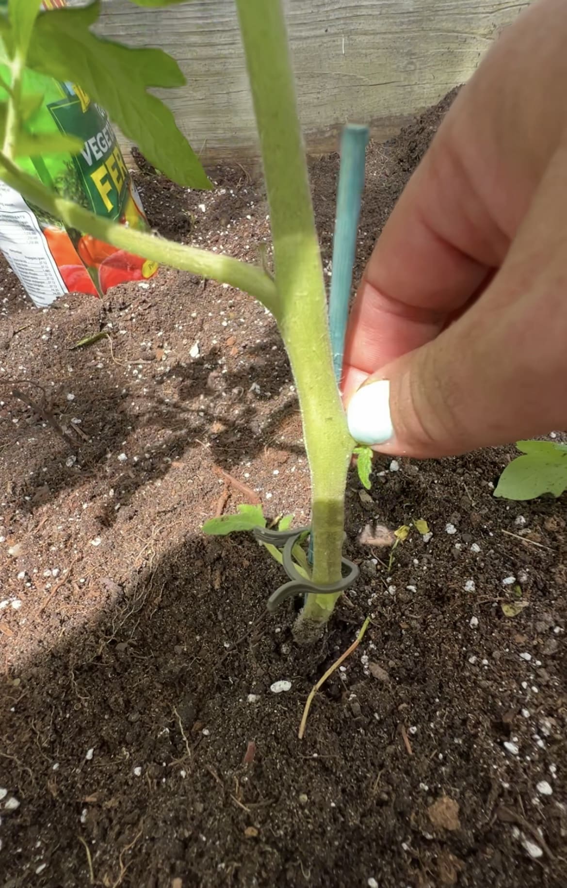 Tomato Tip #4-Prune the suckers.