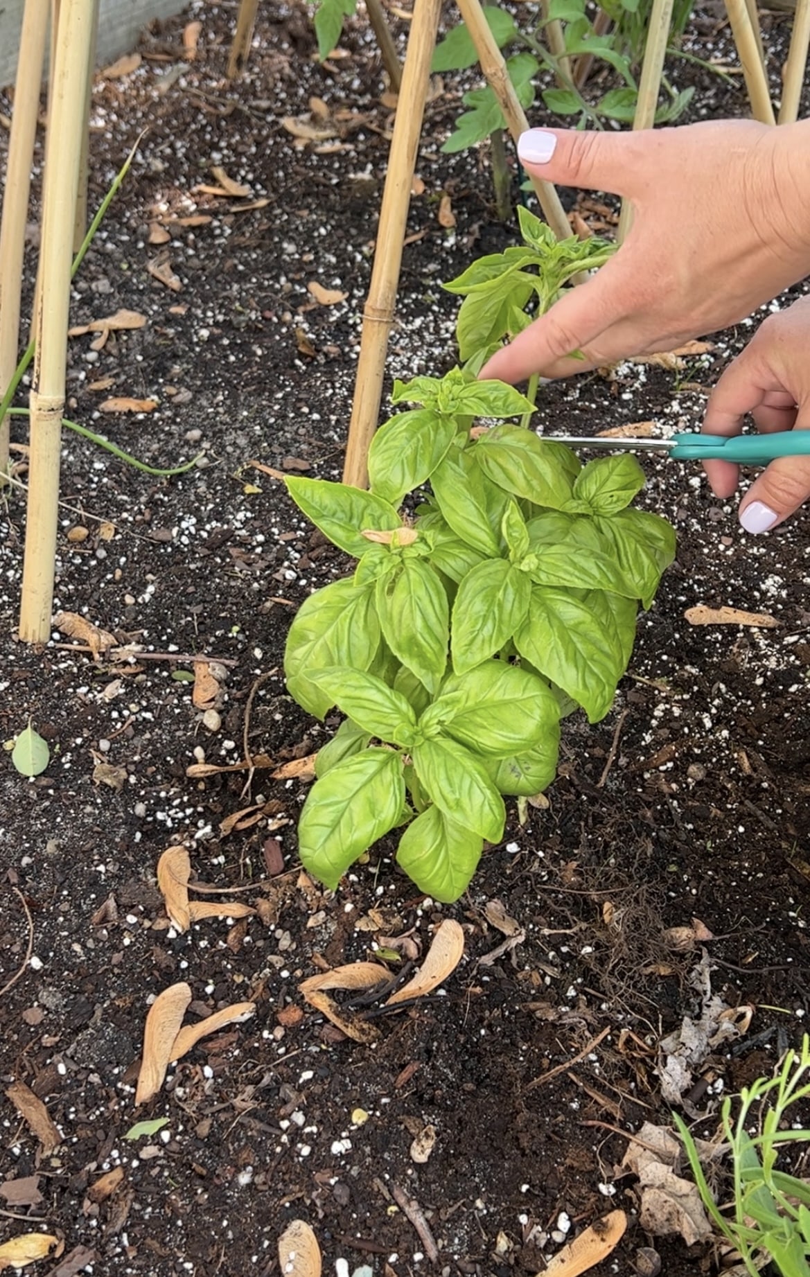 Tomato Tip #3-Plant with companion plants.