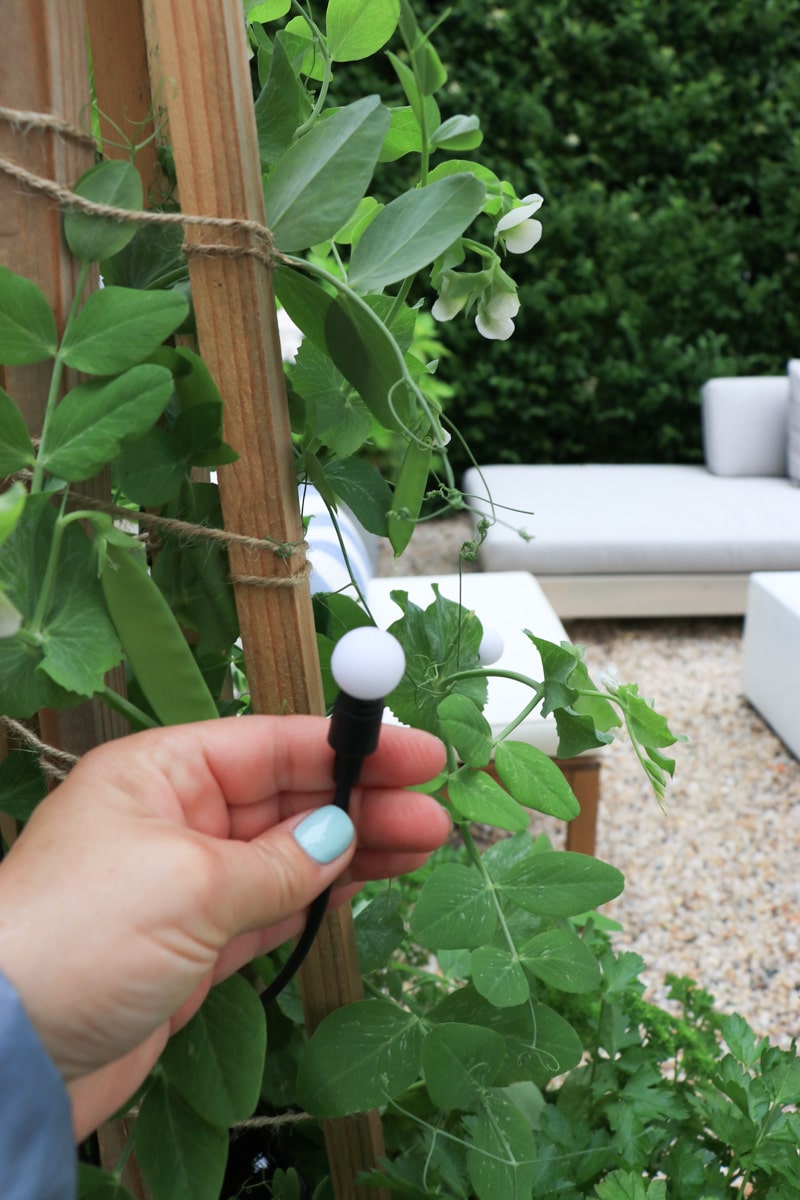 LED Fairy lights that go into your garden containers. 