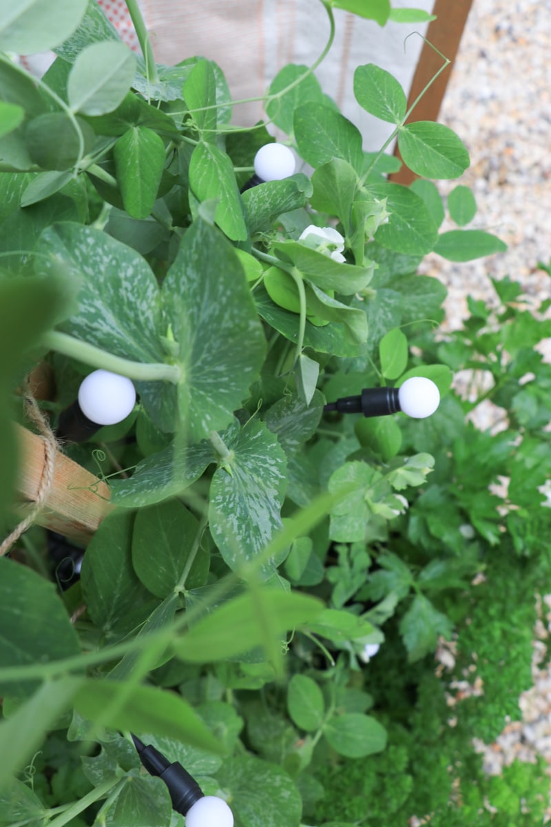 DIY trellis and container garden of snow peas. 