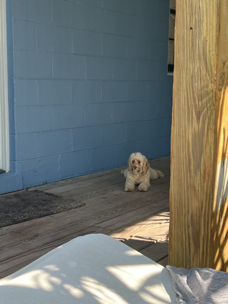 Pet Friendly Airbnb in Wrightsville Beach, NC