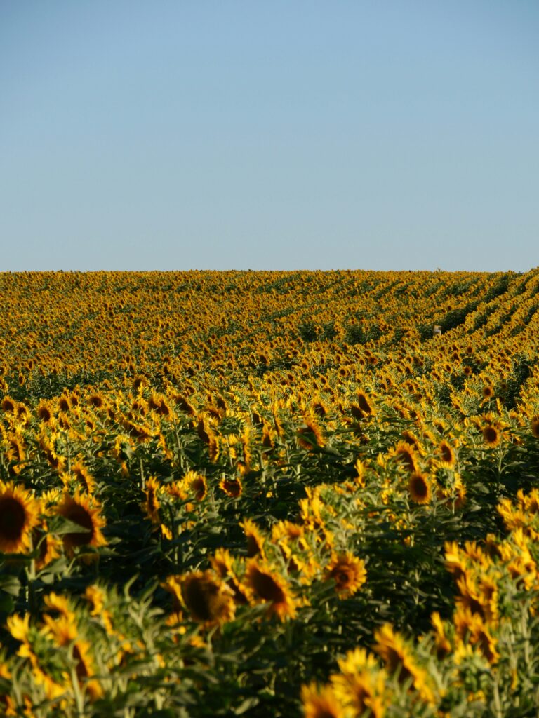 La Rachelle Sunflower Fields. Rafael Garcin Unsplash