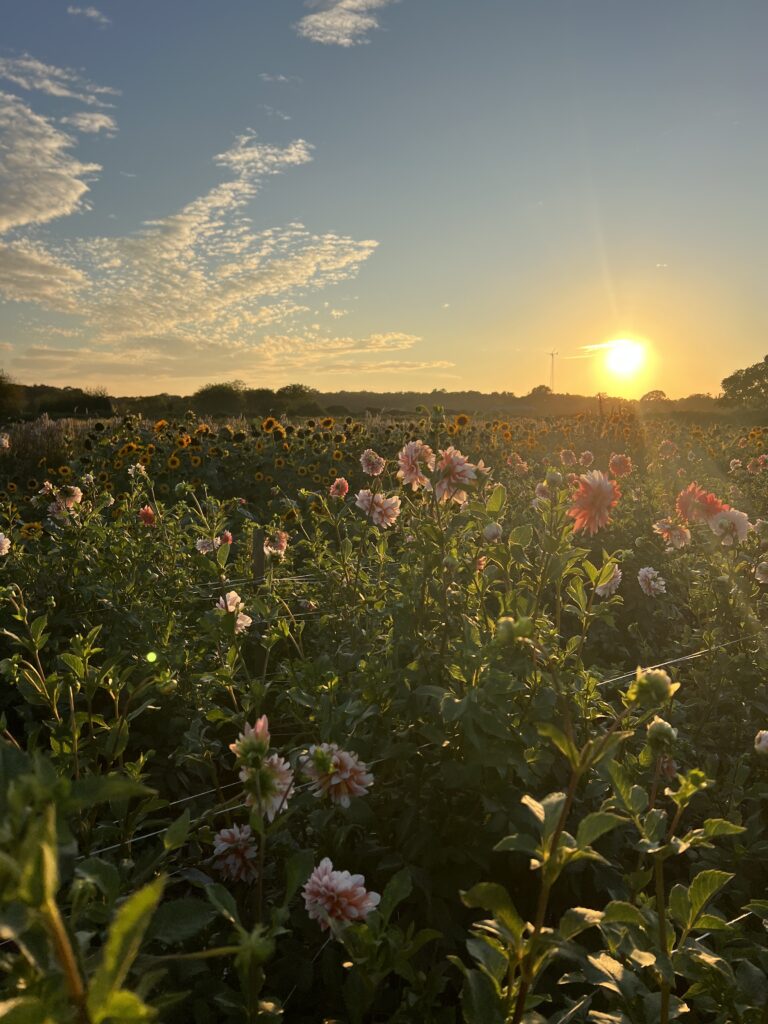 The Summer I Found You. Aunt Lil's garden